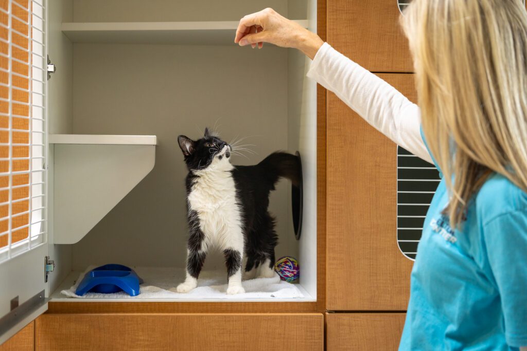 Taylor Animal Shelter